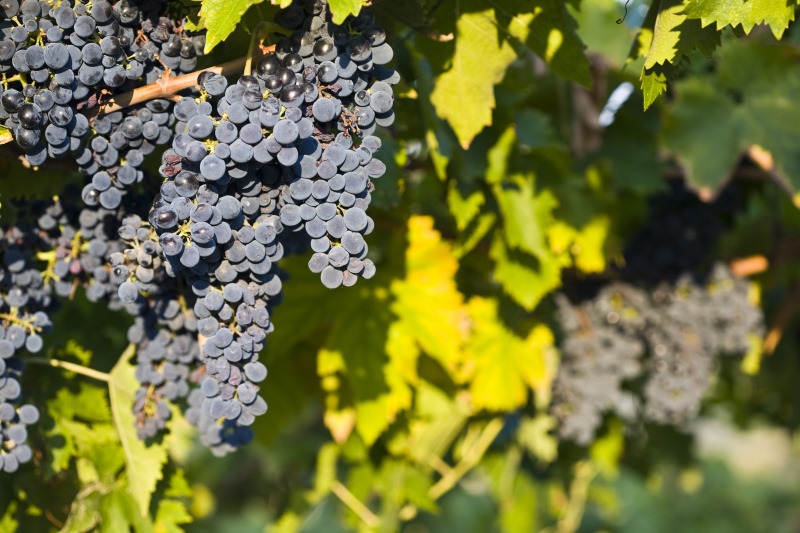Montepulciano d'Abruzzo: le caratteristiche del vitigno e le migliori 3 cantine che lo propongono