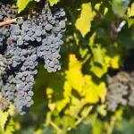 Montepulciano d'Abruzzo: le caratteristiche del vitigno e le migliori 3 cantine che lo propongono