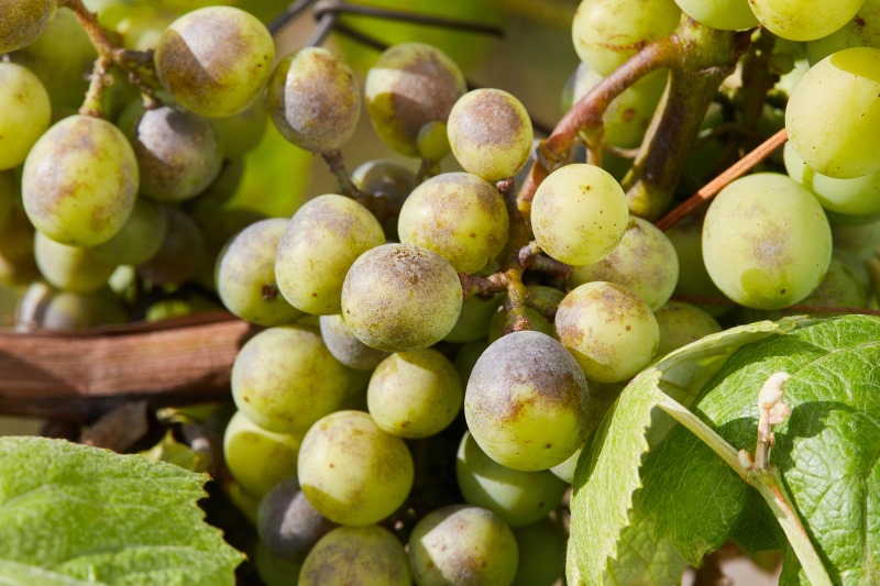 Bicarbonato di potassio: scopri le proprietà benefiche nell'agricoltura