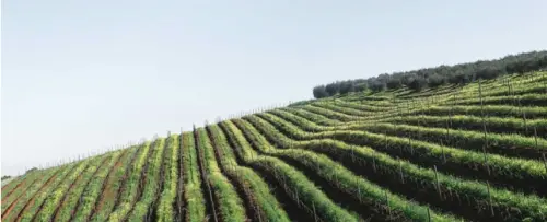 Come affermare la propria realtà vinicola