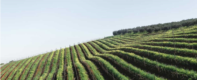 Come affermare la propria realtà vinicola