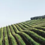 Come affermare la propria realtà vinicola