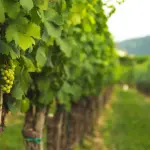 Coltivare uva biologica