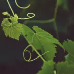 Uva senza semi: Quali varietà?